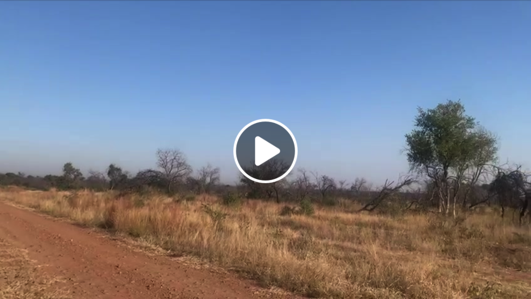 Close encounter with a dangerously beautiful leopard 🙈😱🐾