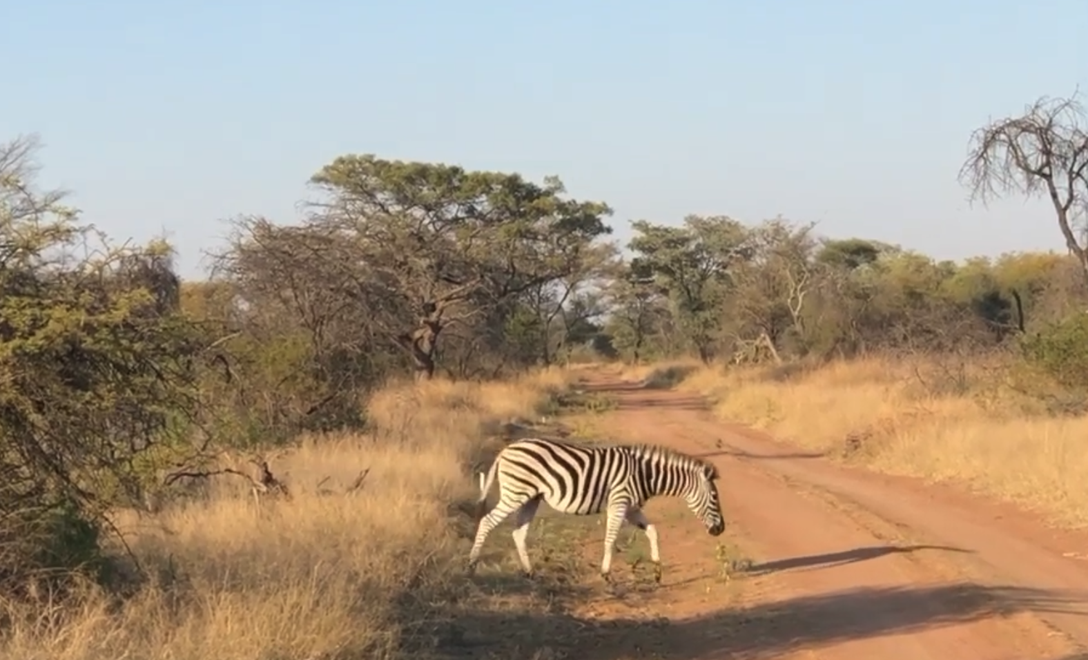 A South African Bushfield Zebra Crossing 🚦🇿🇦