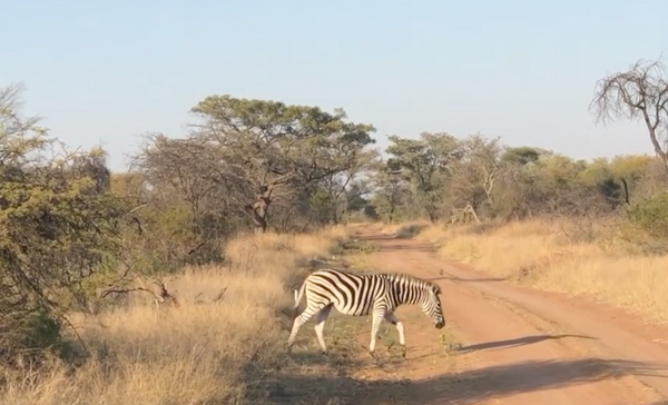 A South African Bushfield Zebra Crossing 🚦🇿🇦